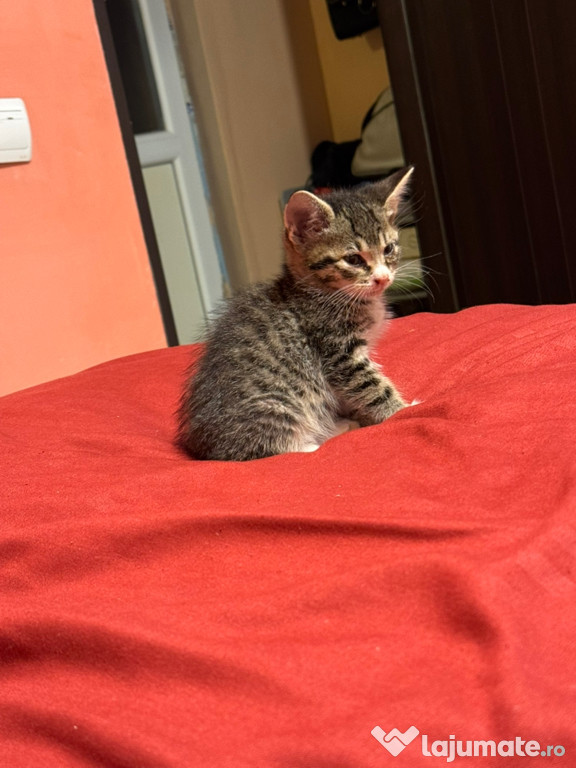 Pui pișcă American Shorthair