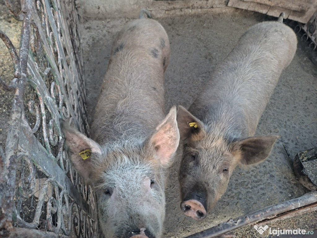 Vand porci in jur de 100kg