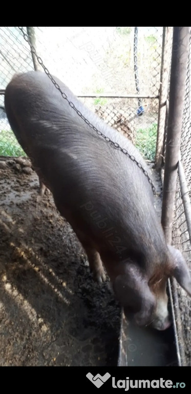 Vand porc rasa Duroc