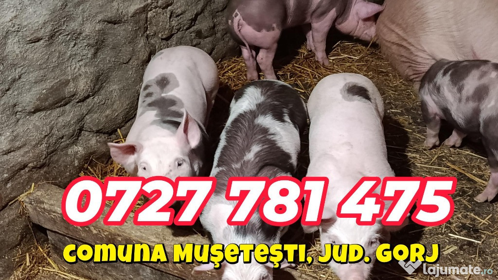 Purcei de vânzare - Pietrain si Marele Alb
