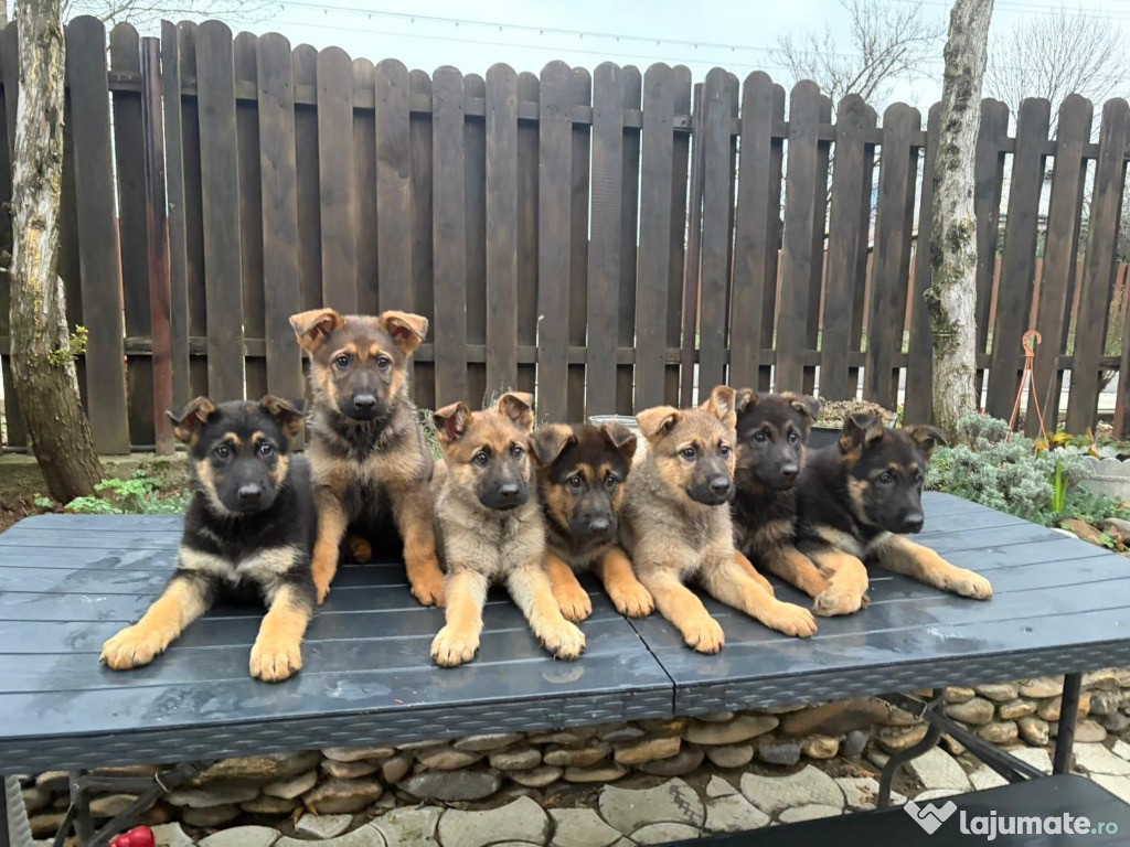 Vand pui ciobanesc german linie de lucru