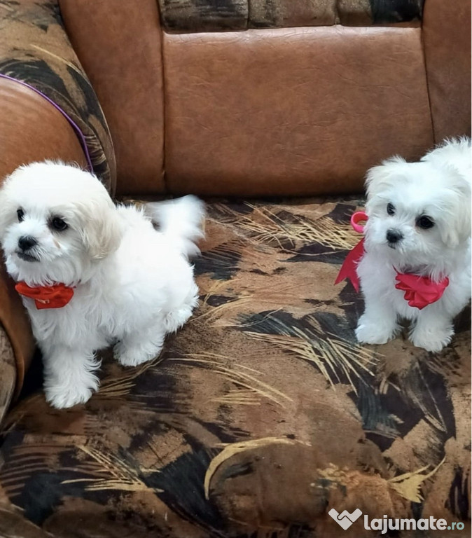 Puiuț bison malteze