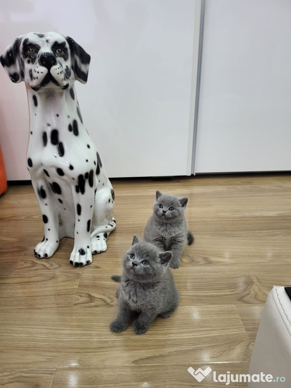 British shorthair blue