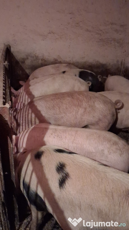 Porci pentru Crăciun