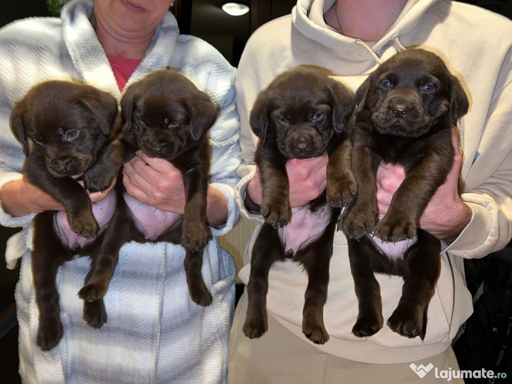 Labrador retriever ciocolatiu