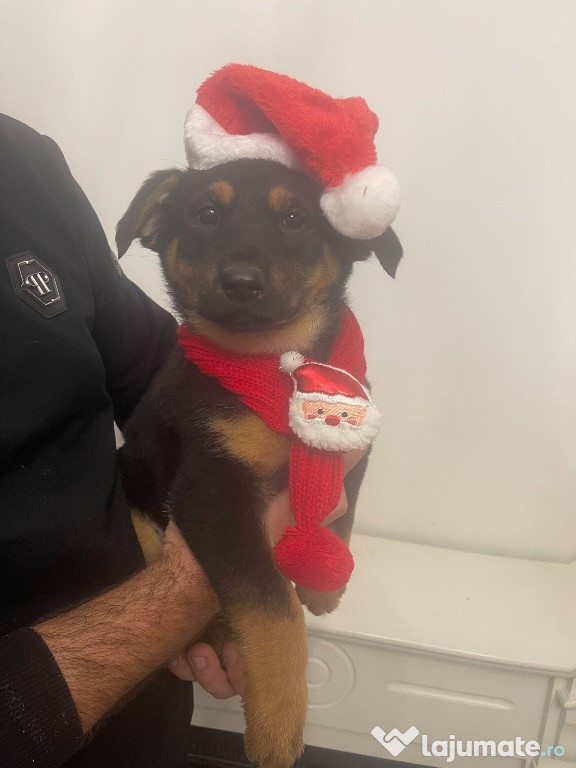 Pui Ciobanesc German