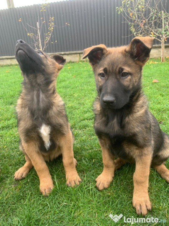 Căţei de vânzare – rasa mixtă Malinois x Ciobănesc German