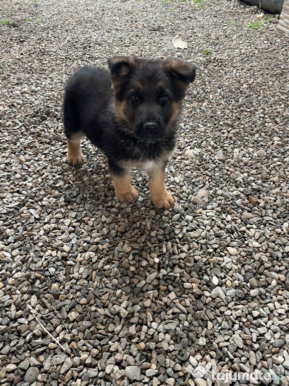 Catel ciobanesc german