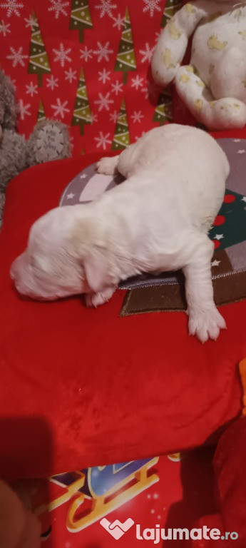 Vand catelusi lagotto romagnilio