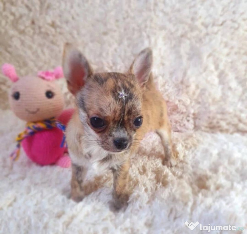 Pui de Chihuahua disponibili pentru adopție.