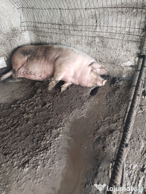 Vând purcea in viu sau carcasa