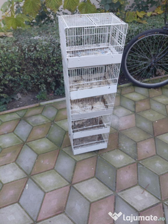 Colivie pentru canari