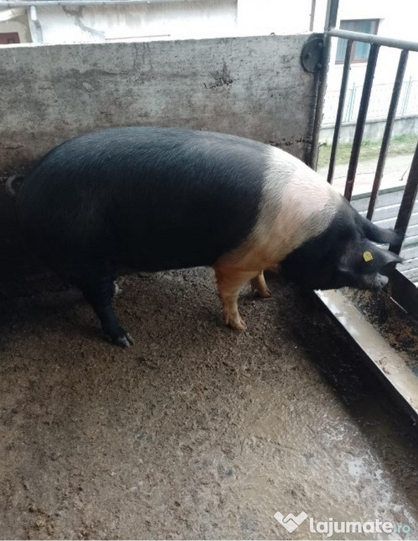 De vanzare din gospodarie