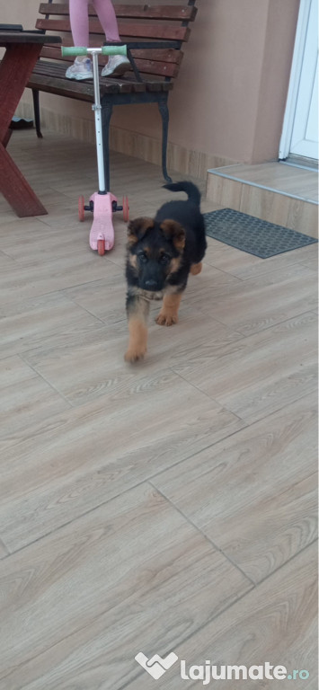 Catel ciobanesc german