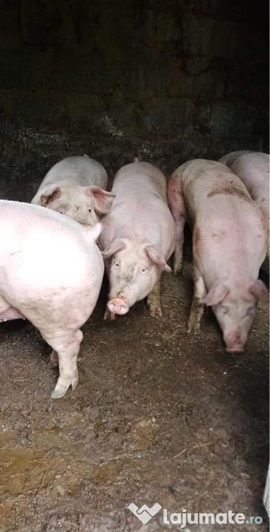 Porci de carne oferim transport gratuit