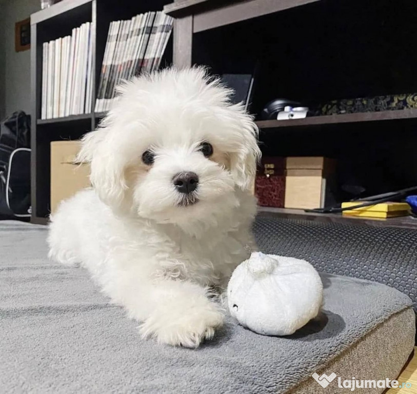 Anton caută o casă iubitoare pentru totdeauna