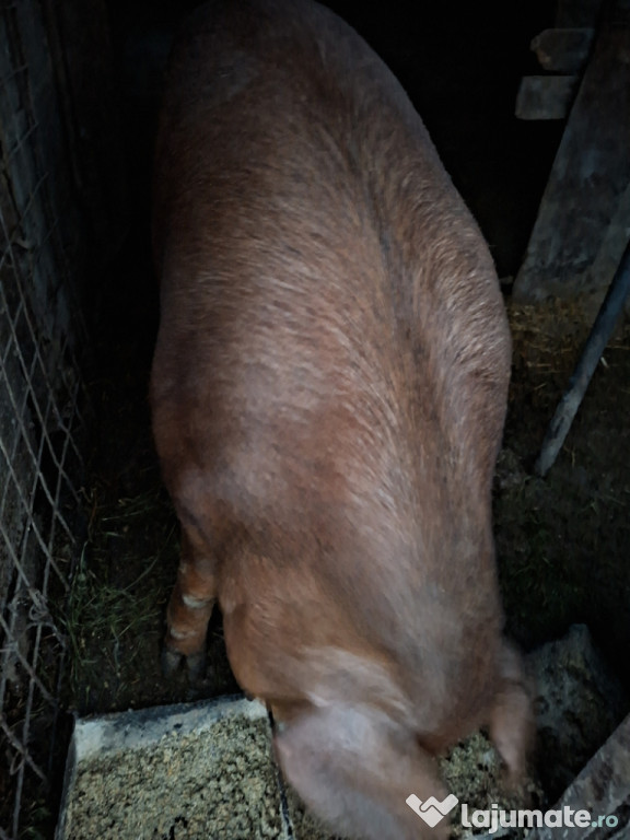 Disponibil porc duroc