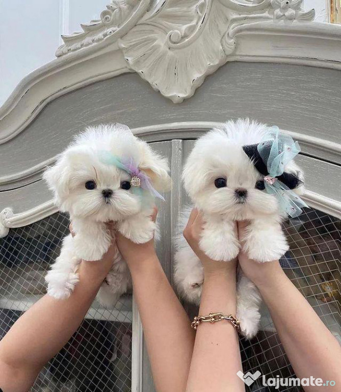 BICHON MINI TOY baiat si fetita