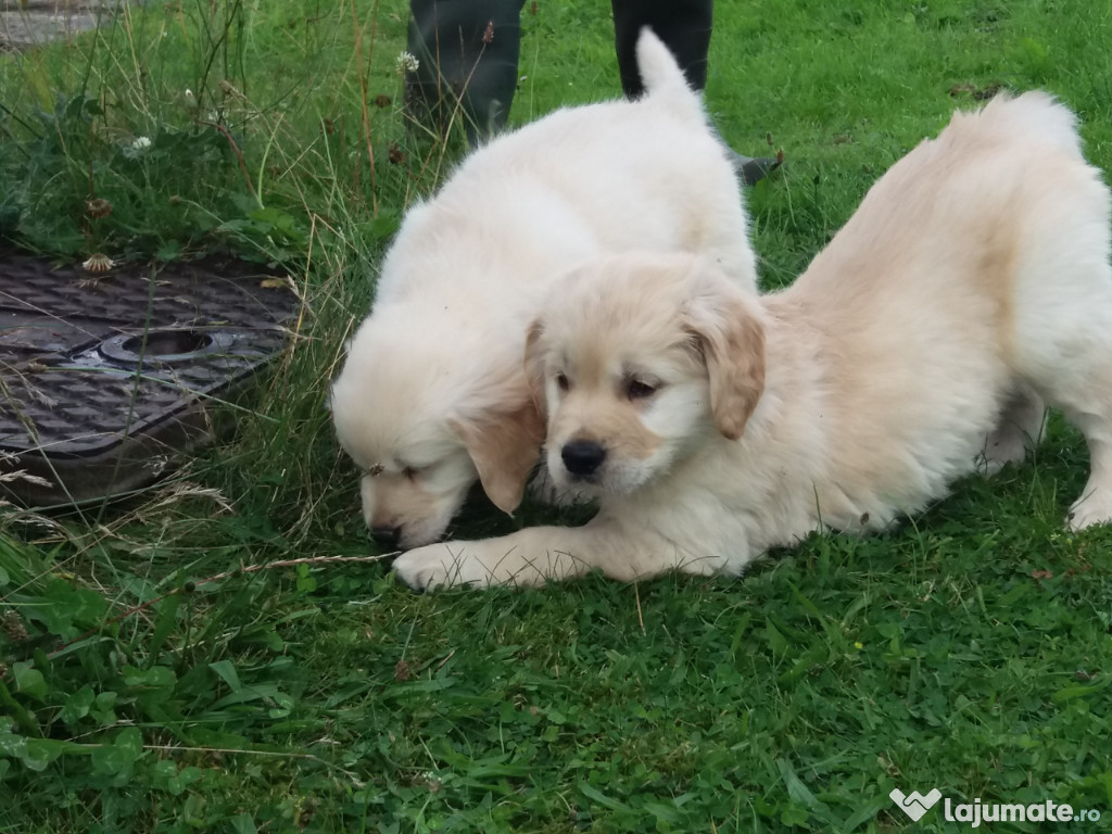 Pui Labrador Retriever de adopție.