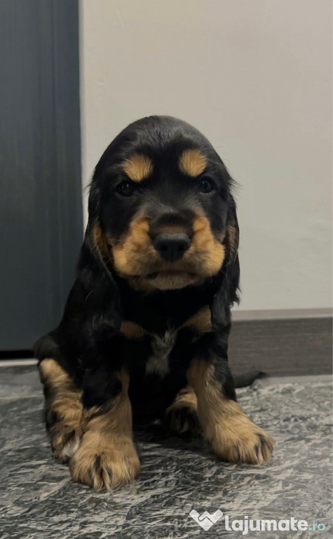 Cocker Spaniel vaccinati, deparazitati, carnet de sanatate