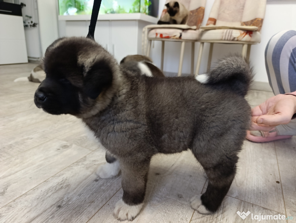 Căței Akita American