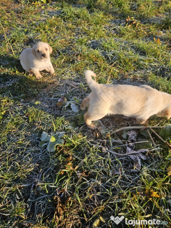 Pui Labrador jucausi si dragalasi!
