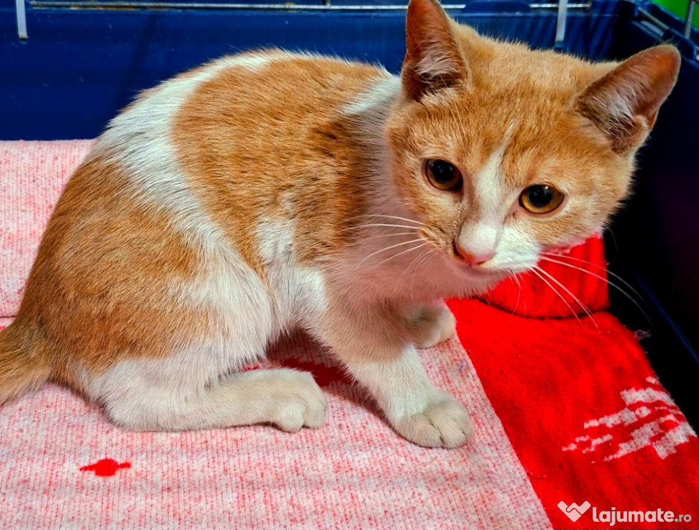 Adoptie pui de pisica roscat Spiridon