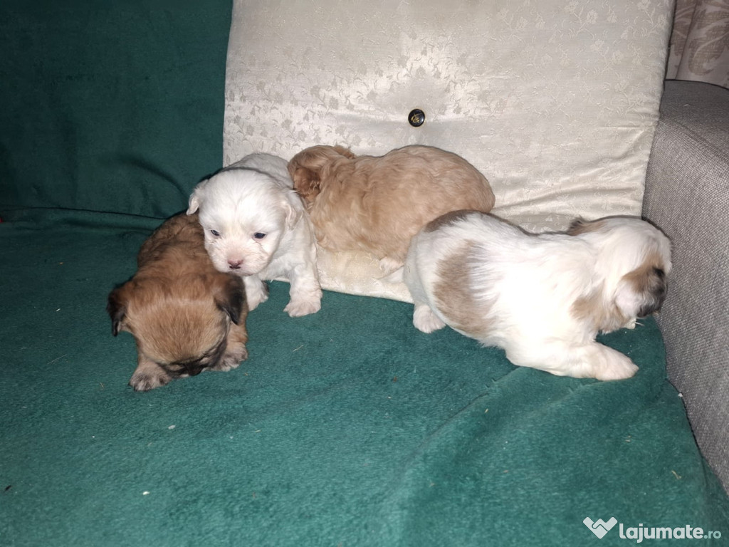 Bison maltez au 2 luni