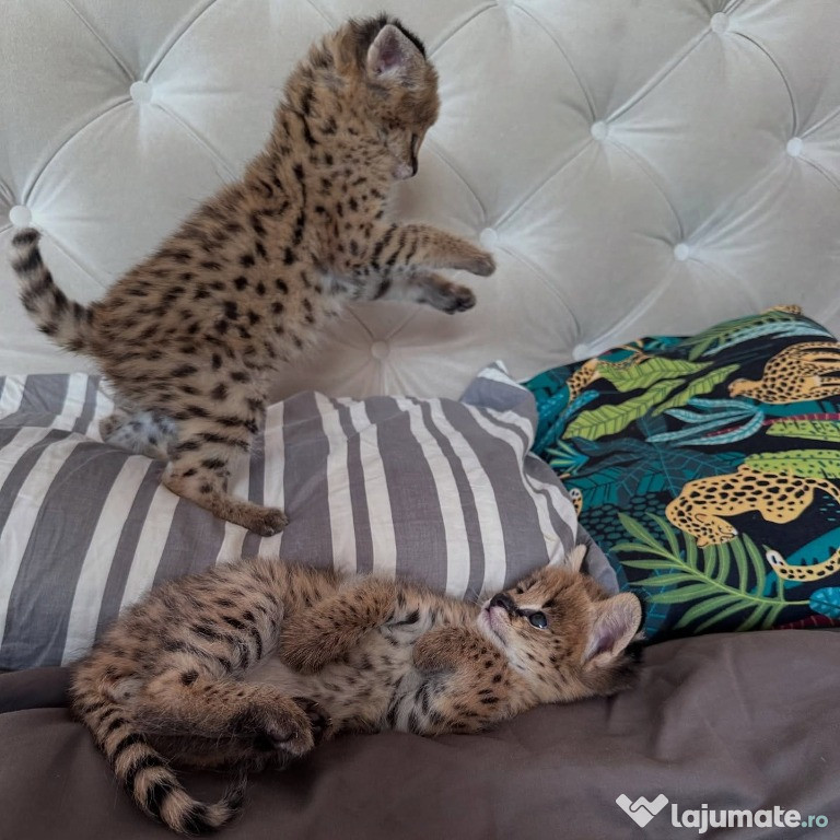 Serval excepțional: eleganța savanei în casa ta