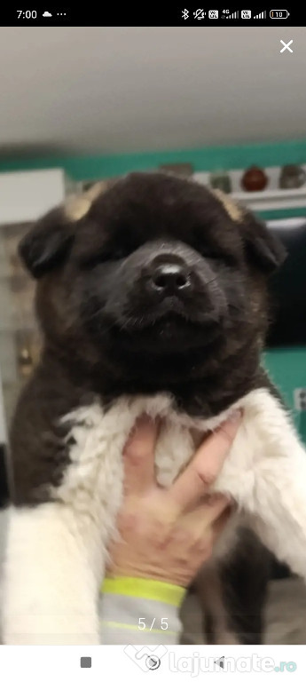 Akita American 4 masculi