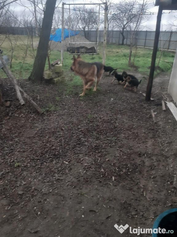 Vînd pui ciobănesc german