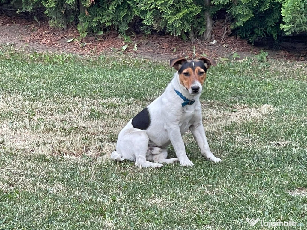 Jack Russell Terrier