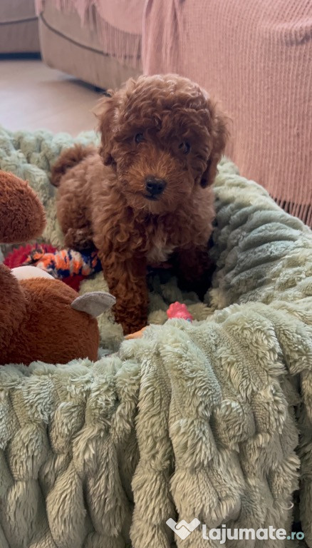 Puiuti de pudel isi cauta o noua casuta