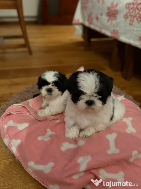 Pui shih tzu de vanzare