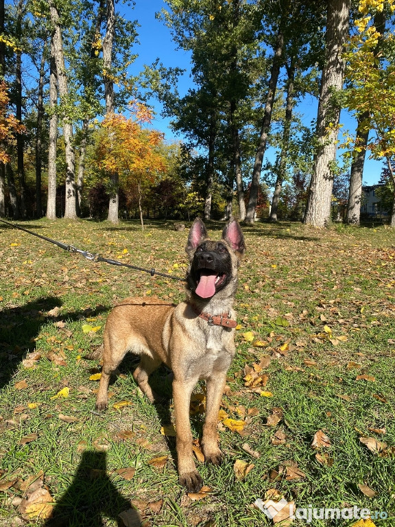 Ciobănesc Belgian Malinois