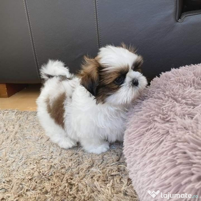 Shih-tzu talie mica