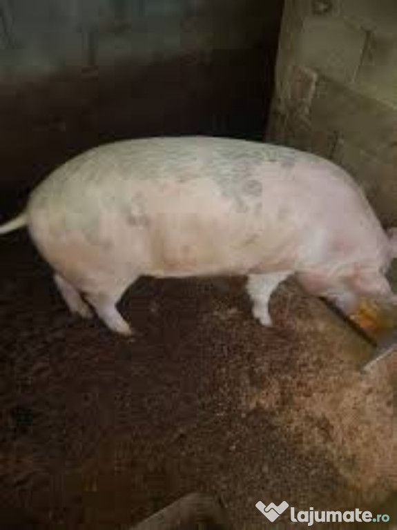 Vând porc de tara crescut bio