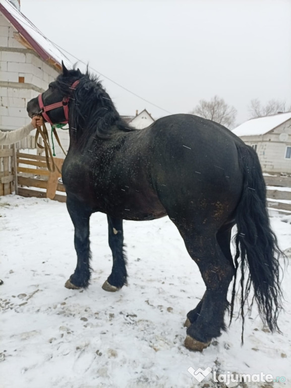 Vand cal 3 ani jumate