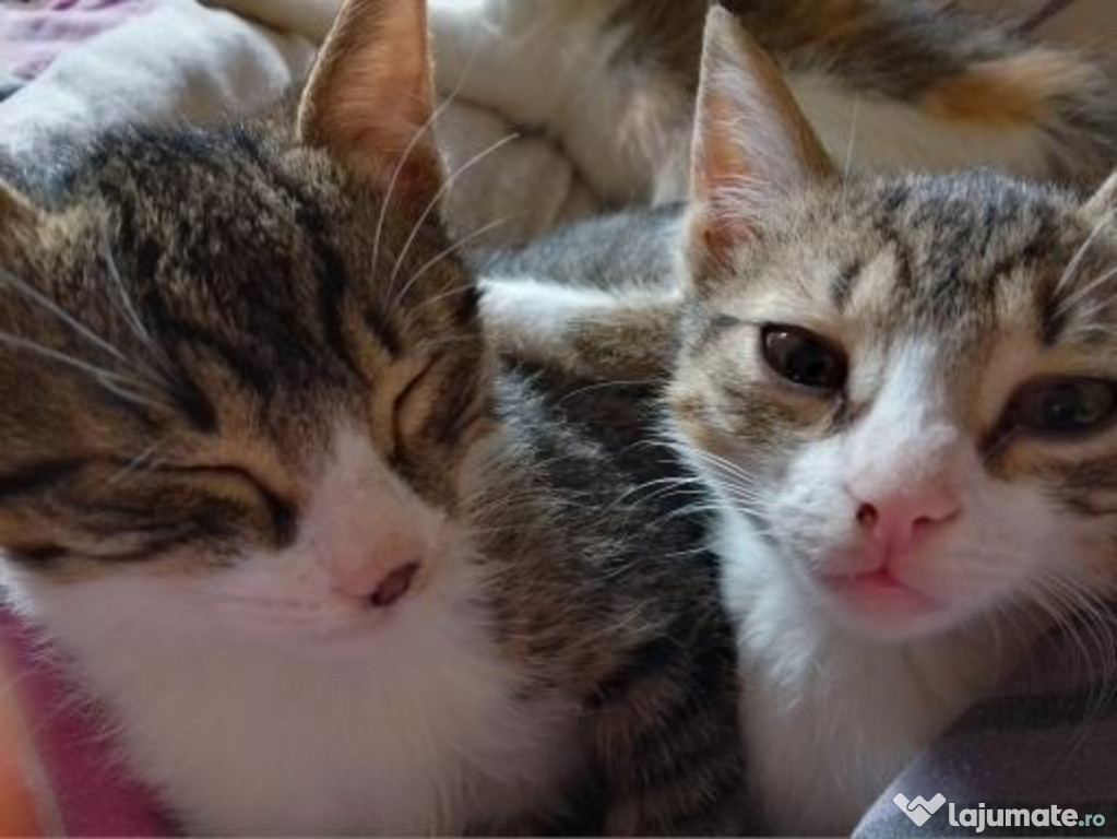 Donez 2 pui de pisică cine își dorește aștept mesaj!