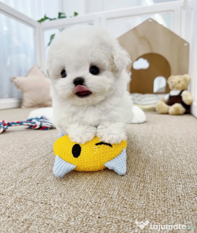 Bichon Maltez Mini Toy