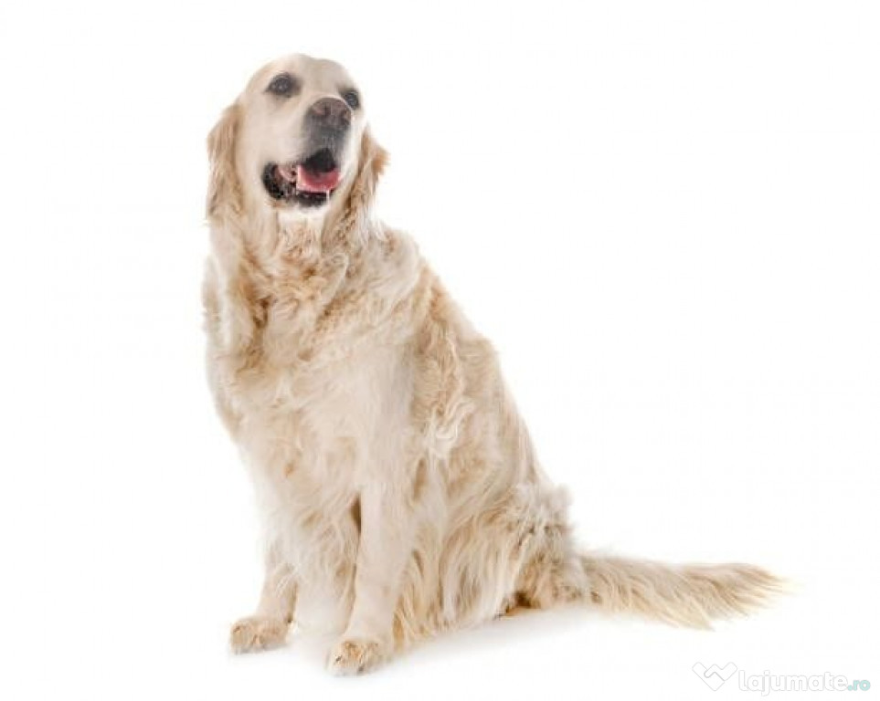 Vând câine Golden Retriever