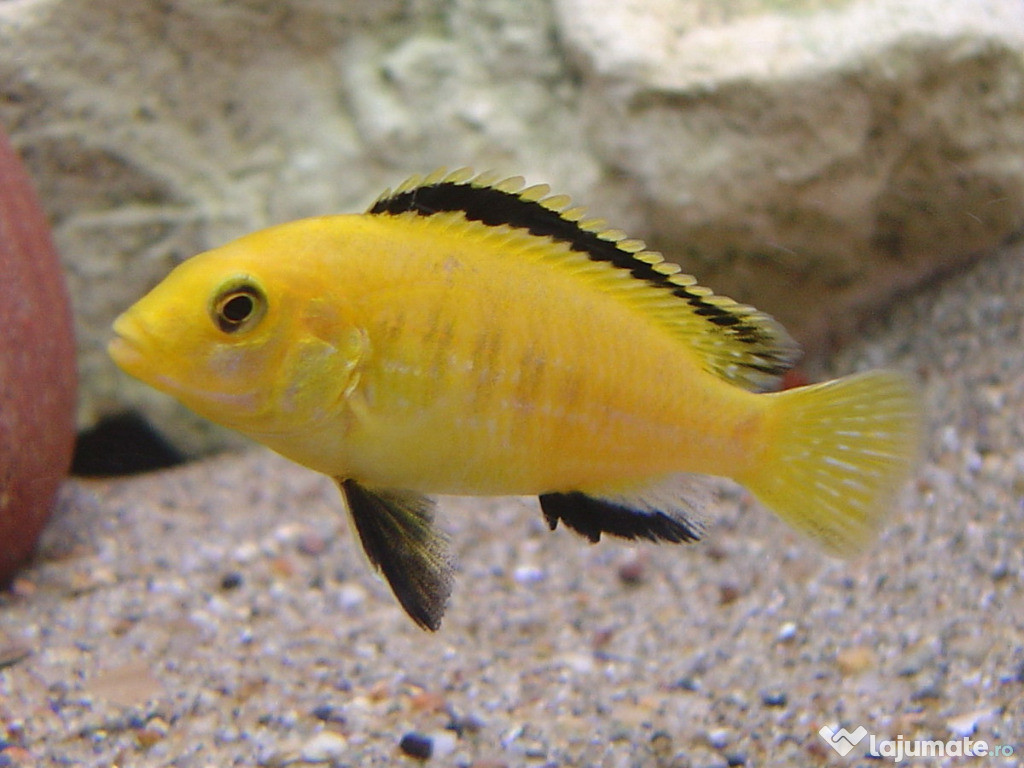 Labidochromis caeruleus - direct din crescatorie