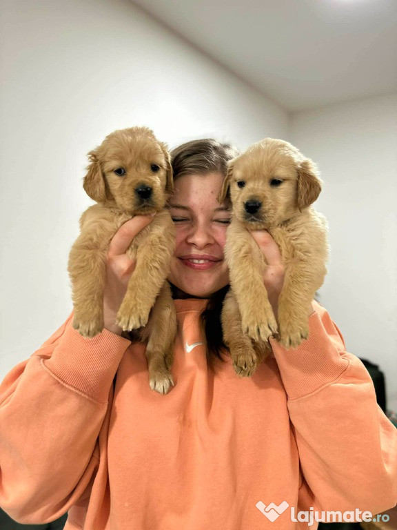 Pui Golden Retriever