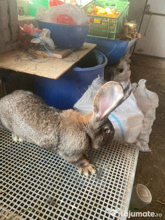 Masculi și femele UG