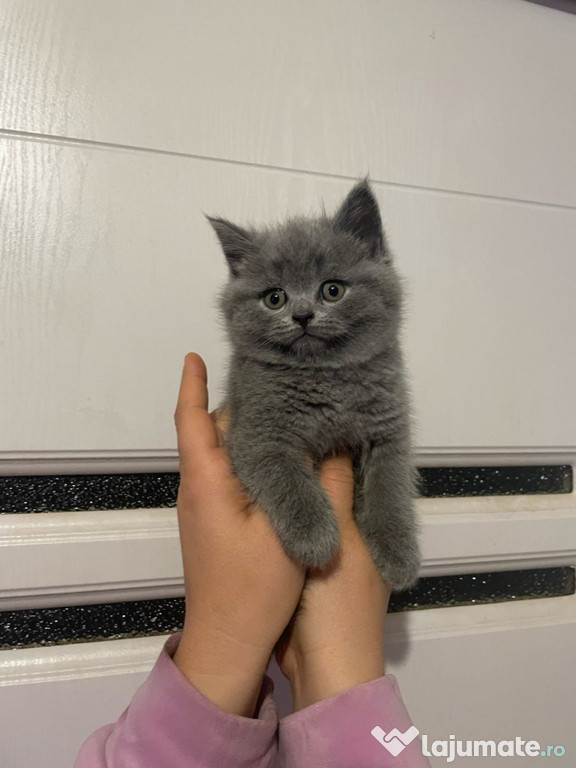 British Shorthair blue