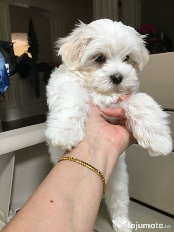 Bichon maltez mini tot