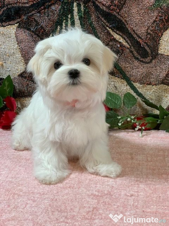 Bichon maltez mini toy