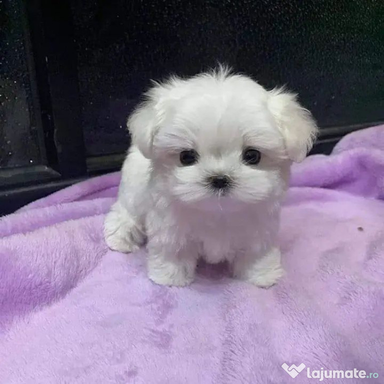 Bichon maltez mini toy