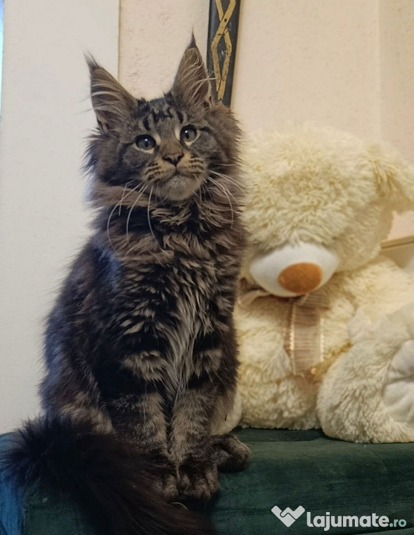 Maine coon pui superbi
