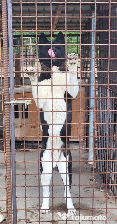 Akita American (pereche)